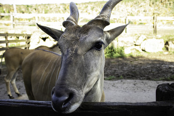 Antilope saber nature