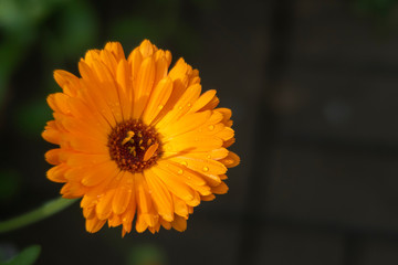 Orange daisy against dark background..