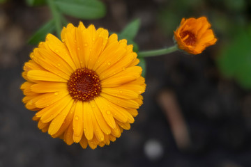 Orange daisy with a bud.
