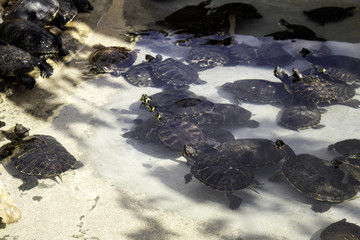 Small lake turtles
