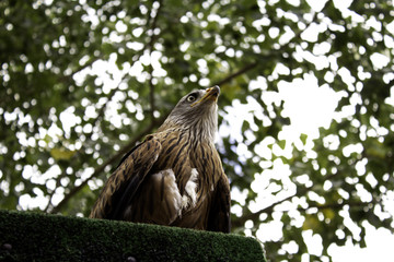 Wild Royal Eagle