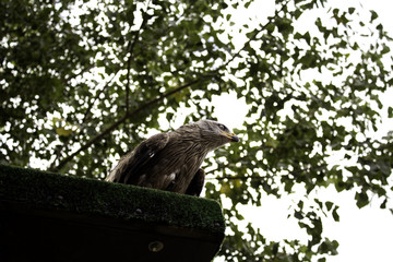Wild Royal Eagle