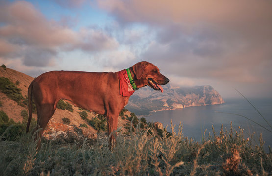 Red dog on the background of mountains and sea.