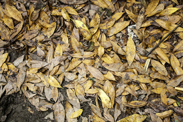 Autumn leaves