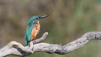 Eisvogel