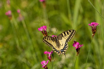 Nature