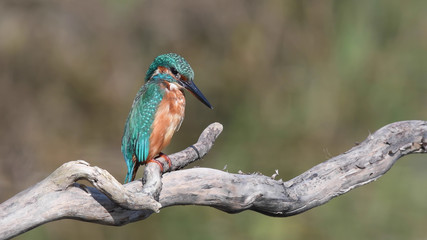 Eisvogel
