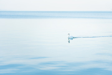 Fototapeta na wymiar Mute swan (Cygnus olor) floating across the monochrome lake at dawn