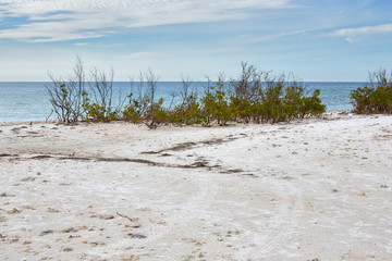Beach scene at Honeymoon Island State Park near Clearwater, Florida