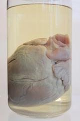 Corazón crudo en recipiente de cristal con formol