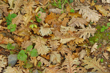 Brown and green color dry trumpet creeper vine leaves spread on to ground on autumn season at...