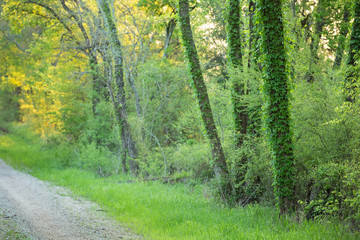 Gravel road on a cattle ranch in Texas where ivy was growing up trees at sunrise