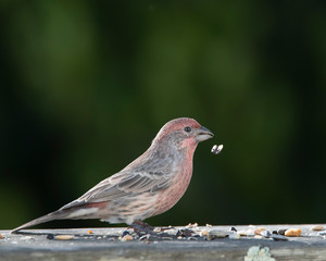 House finch feeding on a mixture of different kinds of bird seed spread on a weathered redwood rail.  Dark green foliage forms the background.