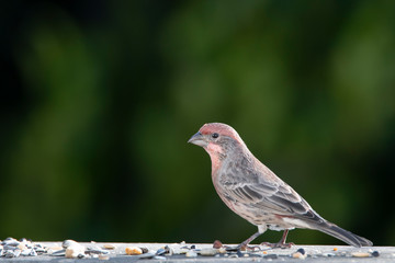 House finch feeding on a mixture of different kinds of bird seed spread on a weathered redwood rail.  Dark green foliage forms the background.