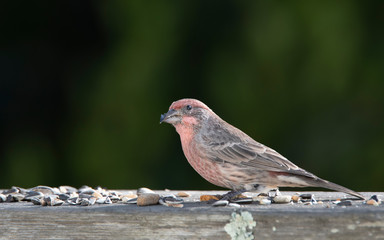 House finch feeding on a mixture of different kinds of bird seed spread on a weathered redwood rail.  Dark green foliage forms the background.