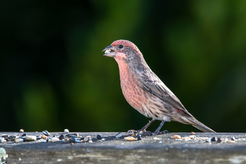 House finch with millet seed in its beak.  Other seeds spread around its feet, spread on a weathered wooden rail.  Dark green leaves behind.