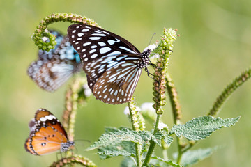 butterfly on flower