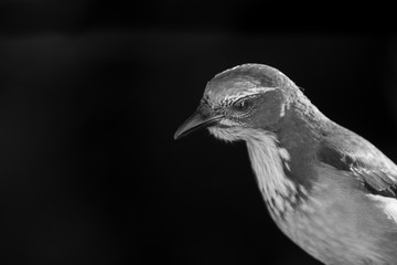Black and white close up head and torso of a Western Scrub Jay.  Jet black background.