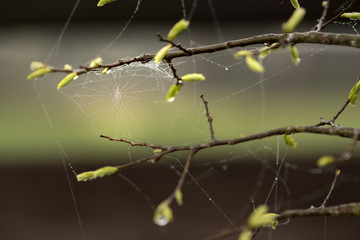 Dewy spider web between budding branches in spring
