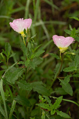 Wild primrose growing in Texas on a cattle ranch in spring