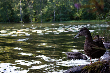 Conversation with a duck