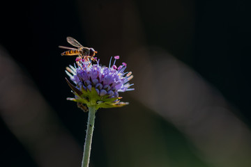 hoverfly against sunslight flying towards a flower to sit down