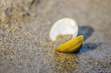 Shells on the shores of the Danube River.
