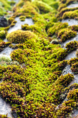 Closeup of old slate roof covered with green moss after the rain