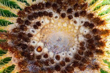Close up on Green and Yellow Cactus flower, macro photo, Top view 