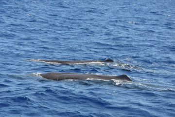 Obraz premium Whalewatching with sperm whales