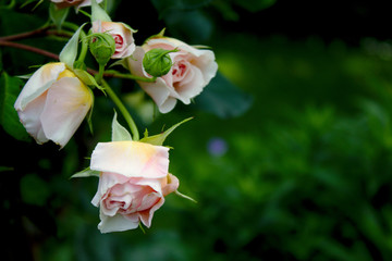 Download Spruch rosen dornen For iPhone