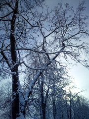 tree in winter