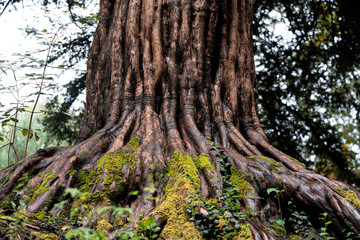 Fototapeta na wymiar Grand old mature tree in forest