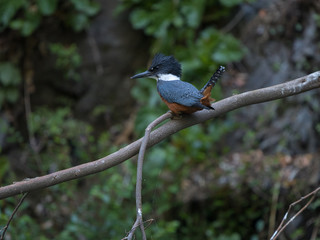 Precioso Martín Pescador (Kingfisher) acechando a su presa.