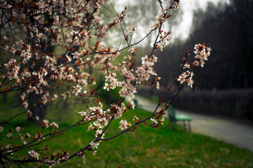 Early spring