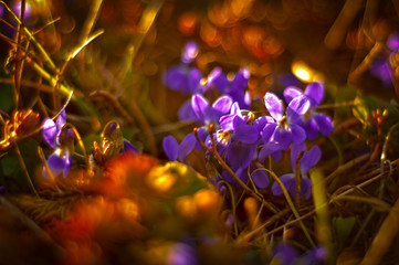 Violets flowers closeup