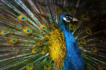 Peacock male portrait