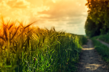 Countryside landscape