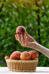 Ripe peach in a female hand. Wicker basket, green garden on the background. Close-up. Fruit season
