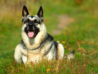 German shepherd is smiling and lying in the grass.  The gaze is directed straight.  Blurred background.  Sun rays on the side.