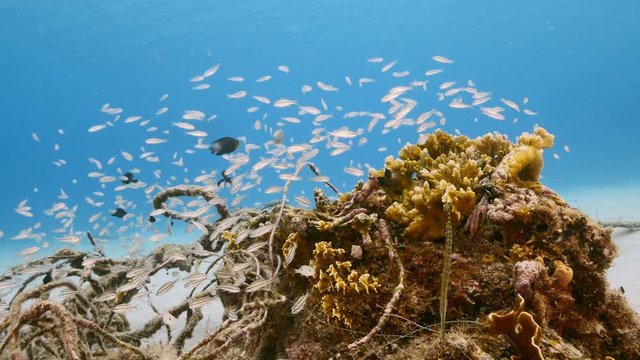 Seascape of coral reef in the Caribbean Sea around Curacao with school of juvenile fish
