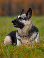 German shepherd lies in the grass with a blurred background.  The eyes are directed to the side.