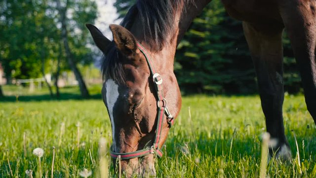 Elegant brown haired horse eating grass during sunset close up. Springtime green meadows at ranch. Portrait of an animal eating.
