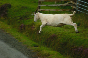 Athletic sheep