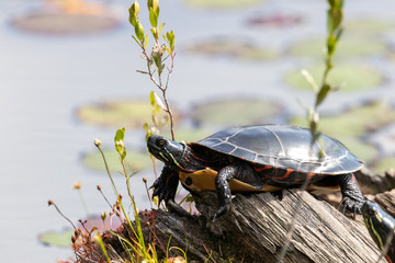 Painted turtle basking on wooden log in swamp