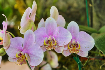 Fototapeta na wymiar Colorful Tropical Purple orchid flowers in Costa Rica