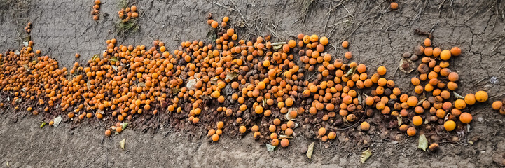 apricots falling from a tree and lying on the ground, cracked soil, in the grass.