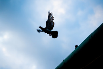 Flying pigeon contour against dramatic sky and clouds
