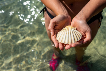 holding shell on the beach clear sea background summer vacation
