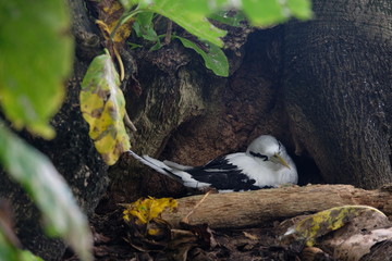 White Seychelles bird breading